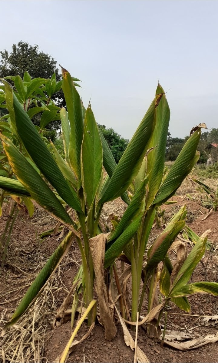 East Indian Arrowroot Image